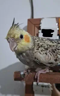 عروس هلندی گم شده است