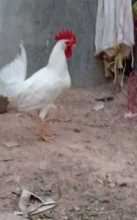 خروس سفید ۶ماهه