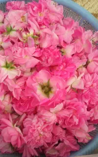 گل محمدی