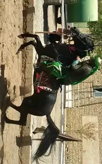 برکت نریون