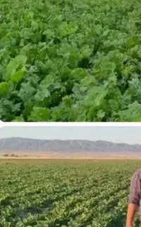 تقویت رشد و باردهی با مصرف کمتر کود