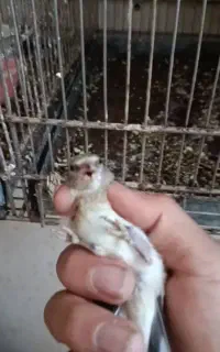 جوجه سهره کال عتیقه