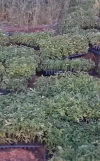 نشاع گوجه فرنگی کیمیا فلات