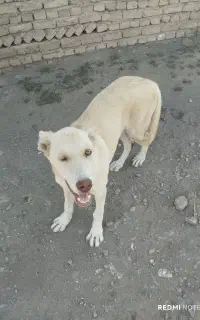 سگ ماده
