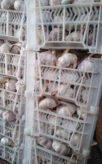 سیر خشک