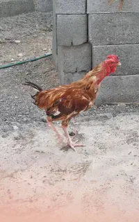 خروس
