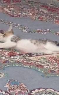 بچه گربه