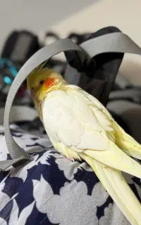 عروس هلندی گمشده