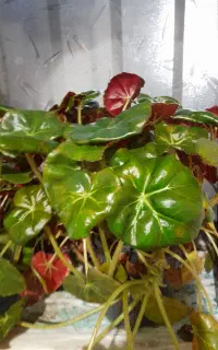 گل بگونیای پشت برگ قرمز
