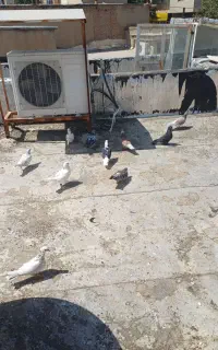۱۳تا کبوتر