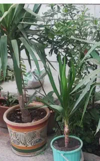 گل یوکا