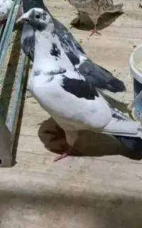 نر پرستوسیاه