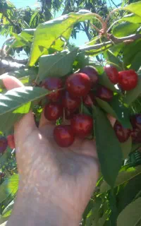 گیلاس اصل هیر