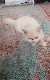 گربه پرشین ماده