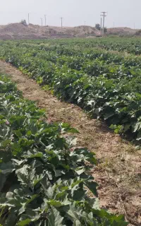 بادمجان قلمی موجود است