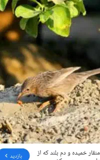 گمشده