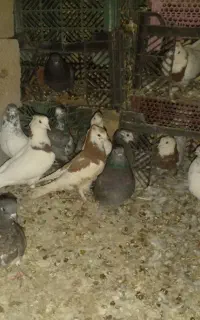کبوتر