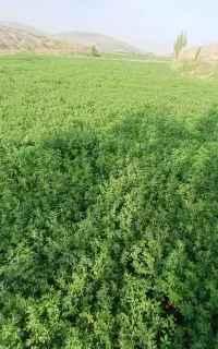چیدن گیاه. داخل باغ با دستگاه