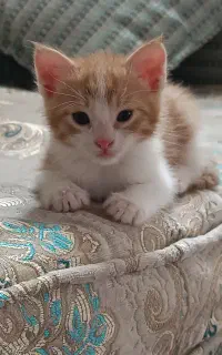 واگذاری ریگان بچه گربه