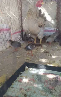 جوجه چینی
