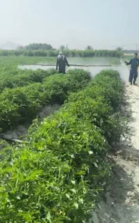 بوم... لانس سمپاشی