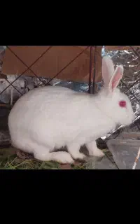 خرگوش