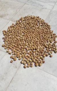 انجیر ارگانیک دیم استهبان
