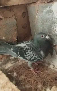 پولکی