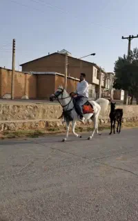 مادیان ترک
