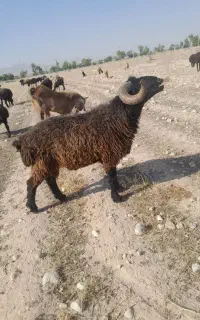 کوهه قوچ کر ملحه بزری