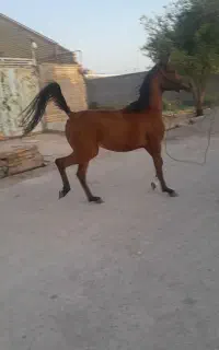 اهواز عین دو