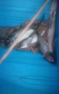 فروش قایق ۲۷/متور85 و100 چهارزمانه با تشت 27