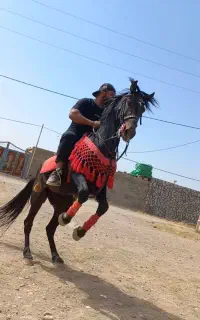 کرایه اسب و آموزش اسب سواری و سوارکاری