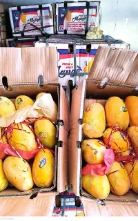 انبه گوشتی پاکستان درجه یک