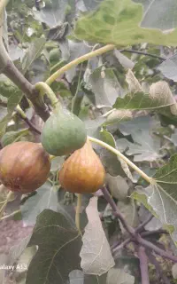 انجیر ژاپنی