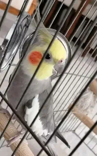 عروس هلندی نر