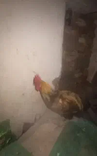 خروس  فروشی