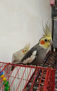 عروس هلندی