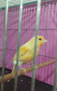 قناری گمشده