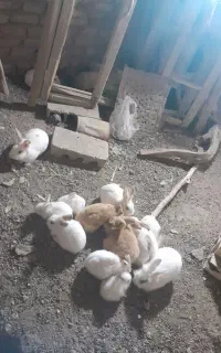 خرگوش کوچک وبزرگ