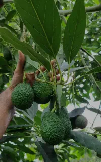 نهالستان تخصصی اواکادو ارقام تجاری و کمیاب پیوندی
