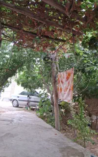 فروش فوری زانتیا