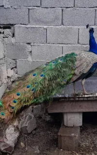 جوجه طاووس  سالم وسرحال