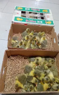 جوجه غاز اکراینی بومی و لیندا ‌خارجی و۰۰۰