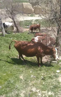 چوپان