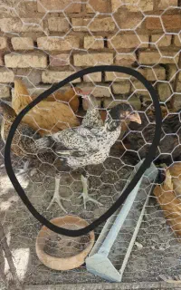 جوجه لاری