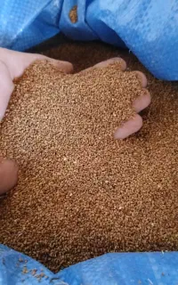 بذر یونجه.   درجه یک