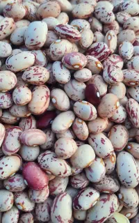 لوبیا چیتی
