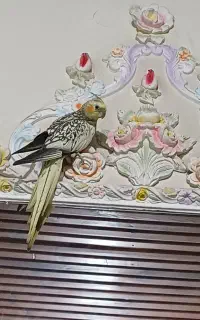 عروس هلندی گمشده