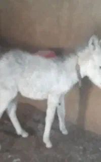 کره نر الاغ خوشگل آرام دستی علف خور